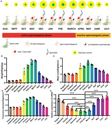 Exploring the role of endogenous retroviruses in seasonal reproductive cycles: a case study of the ERV-V envelope gene in mink